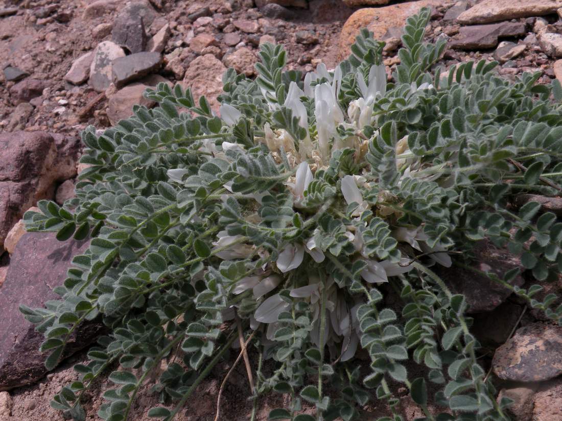 Изображение особи Astragalus hypogaeus.