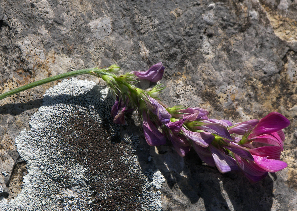 Image of Onobrychis oxytropoides specimen.