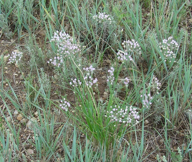 Image of Allium anisopodium specimen.