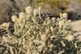 Cylindropuntia ramosissima. Верхушка плодоносящего растения. США, Калифорния, Joshua Tree National Park. 19.02.2014.