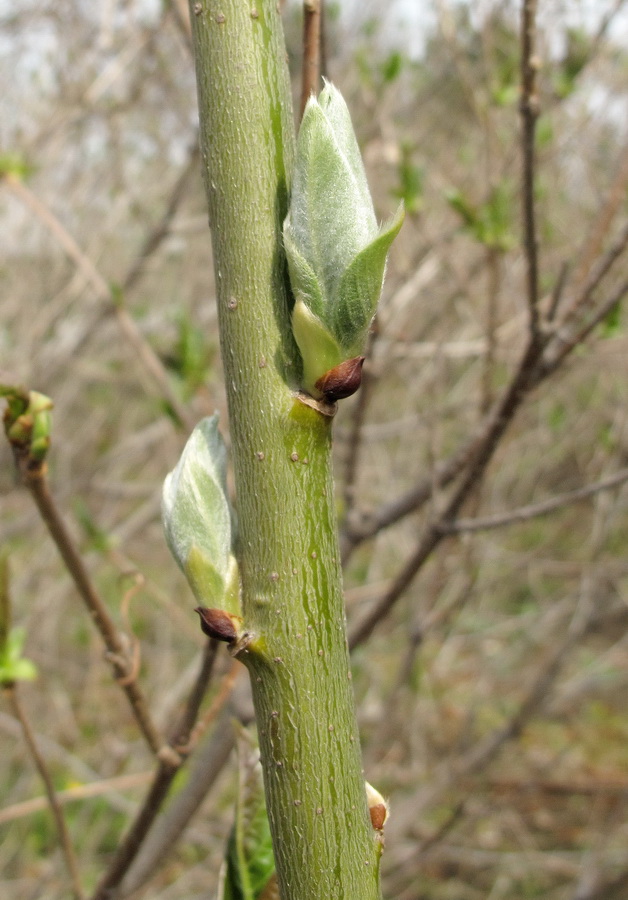 Image of Salix caprea specimen.