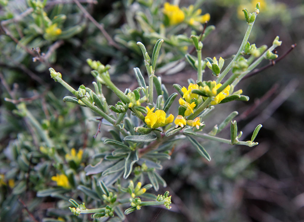 Image of Anthyllis hermanniae specimen.