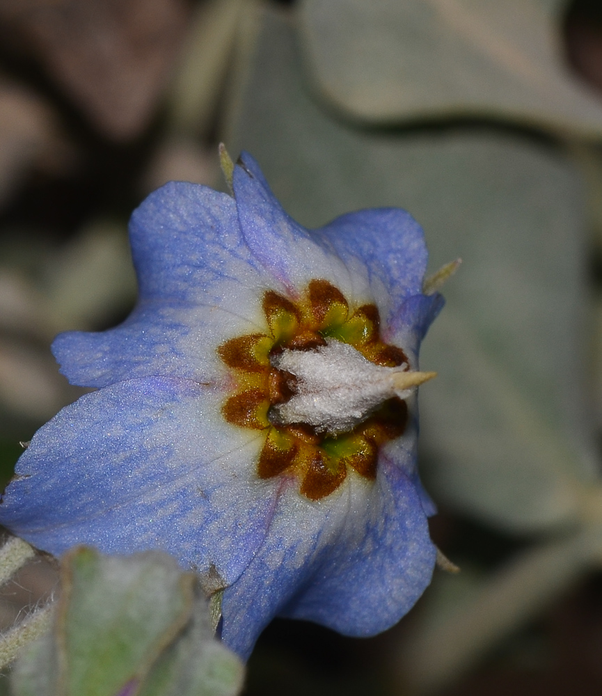 Image of Trichodesma boissieri specimen.