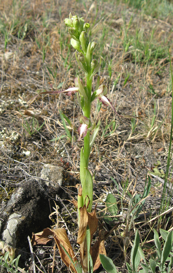 Image of Himantoglossum caprinum specimen.