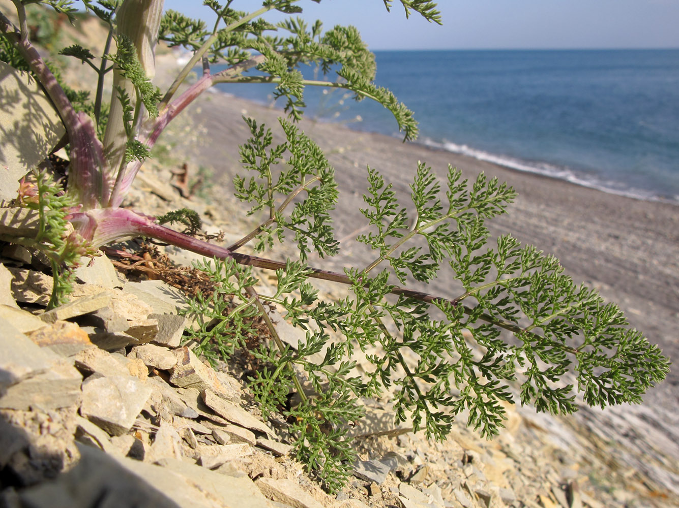 Изображение особи Astrodaucus littoralis.