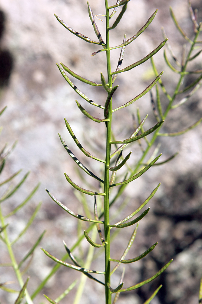 Image of Barbarea arcuata specimen.