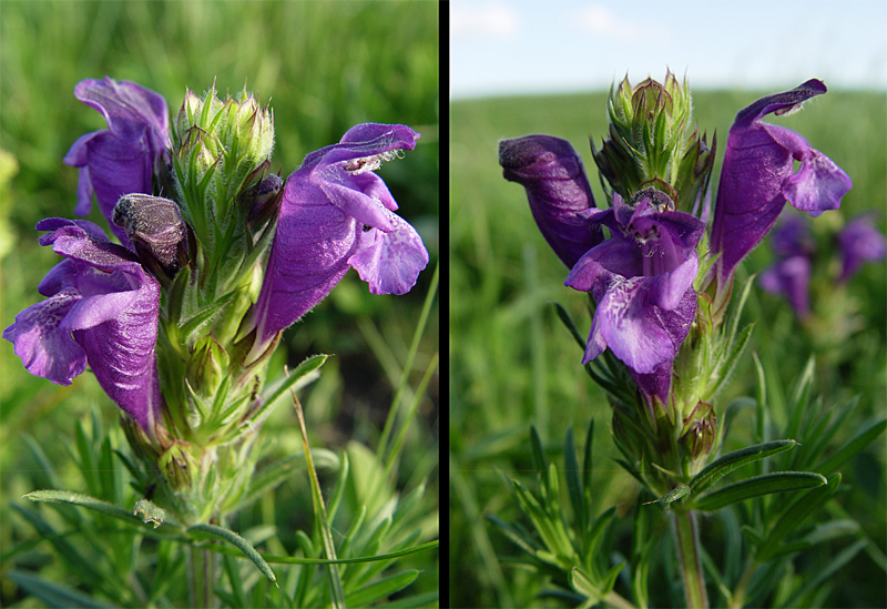 Изображение особи Dracocephalum austriacum.