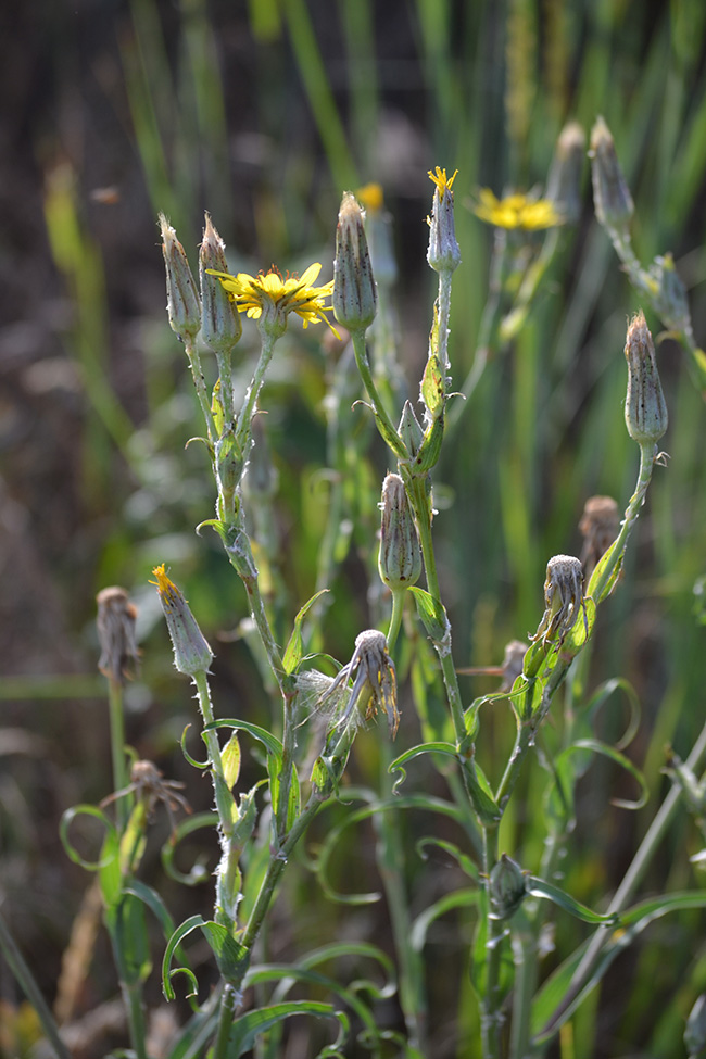 Изображение особи Tragopogon dasyrhynchus.