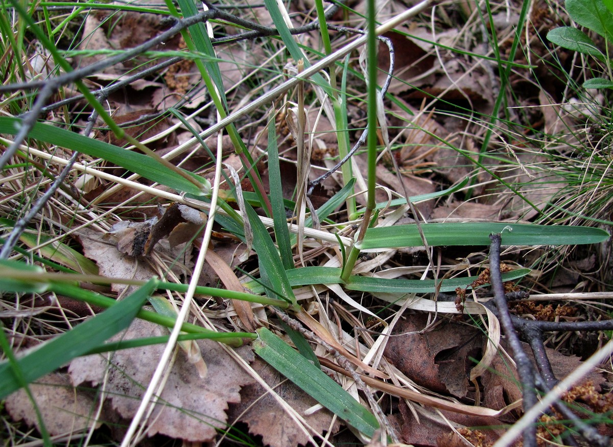 Image of Poa alpina specimen.