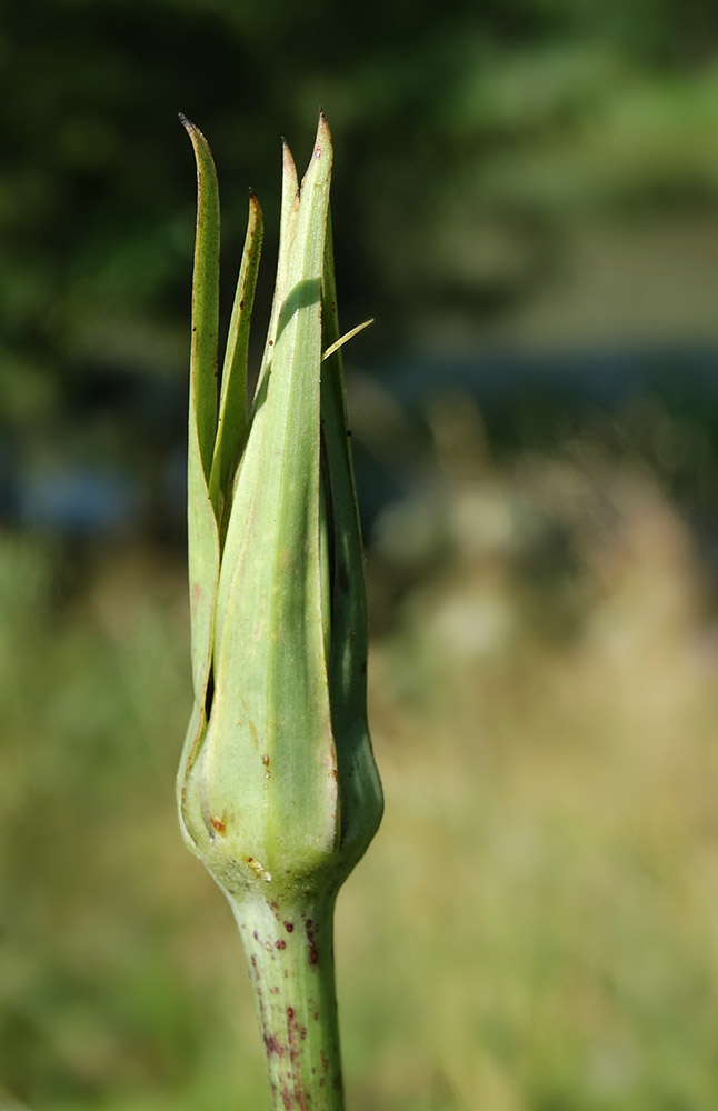 Изображение особи род Tragopogon.