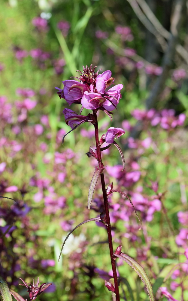 Изображение особи Pedicularis resupinata.