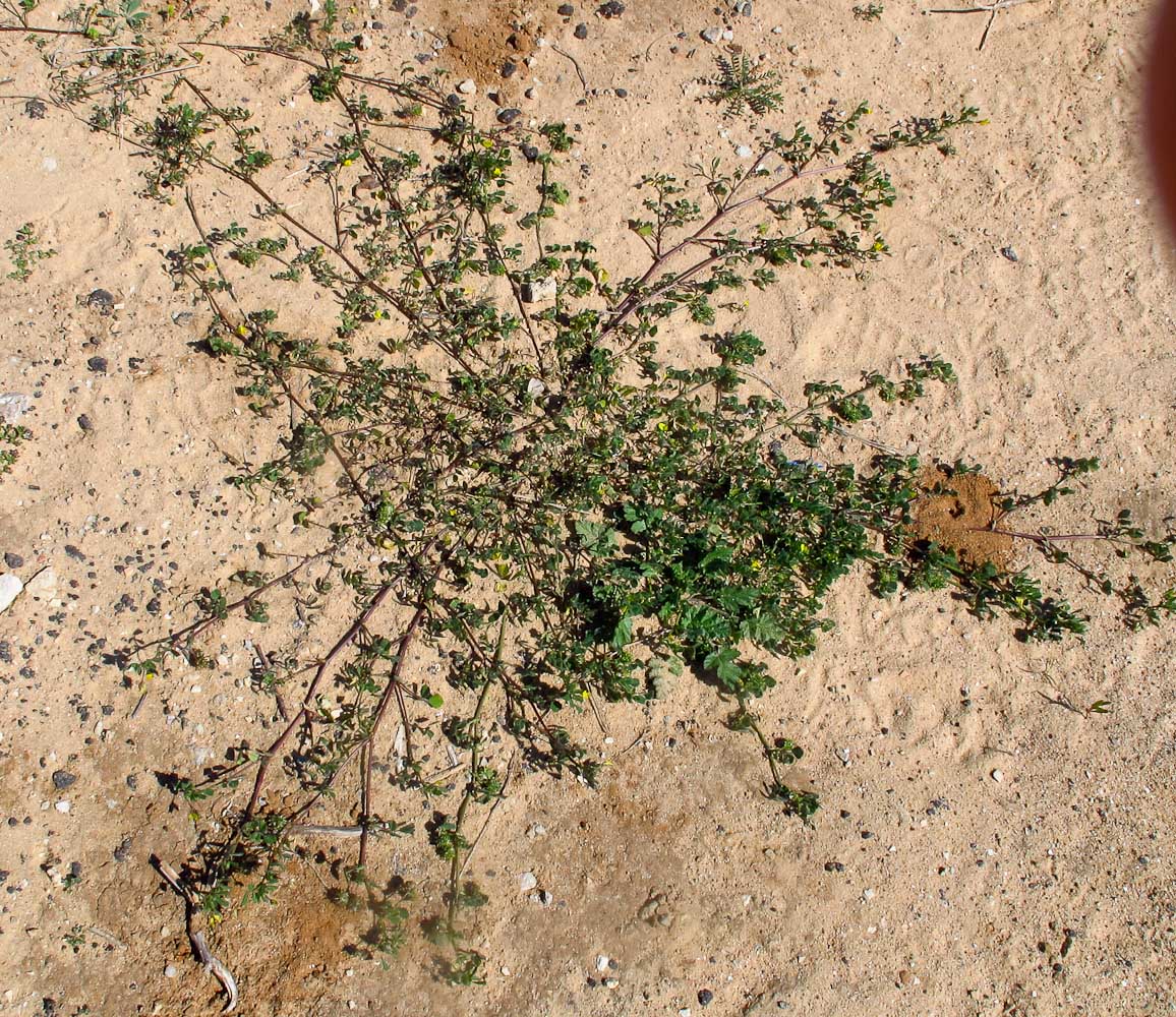 Image of Medicago littoralis specimen.