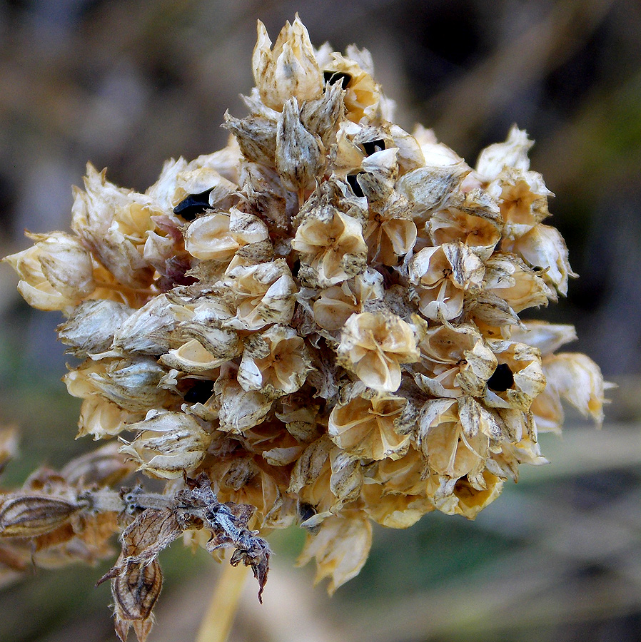 Изображение особи Allium rotundum.