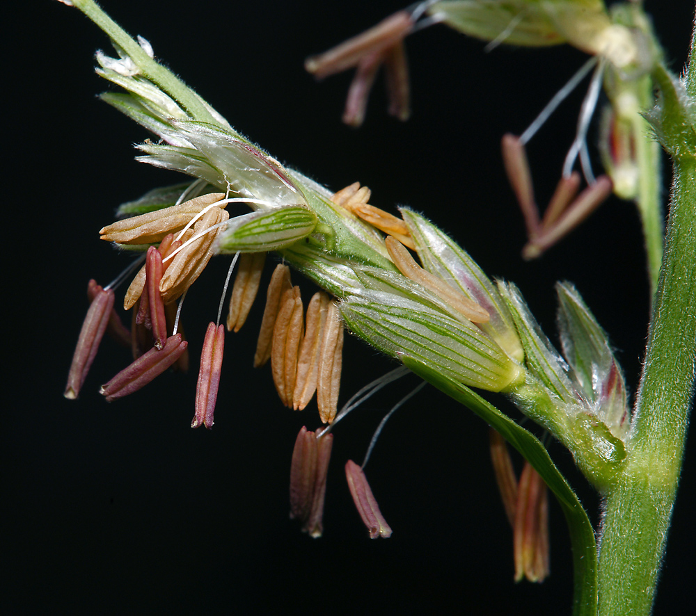 Image of Zea mays specimen.