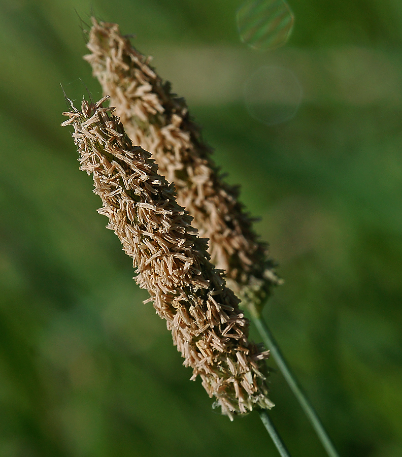 Image of genus Alopecurus specimen.