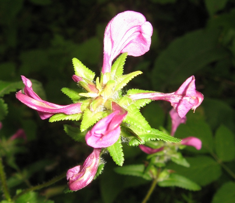 Изображение особи Pedicularis resupinata.