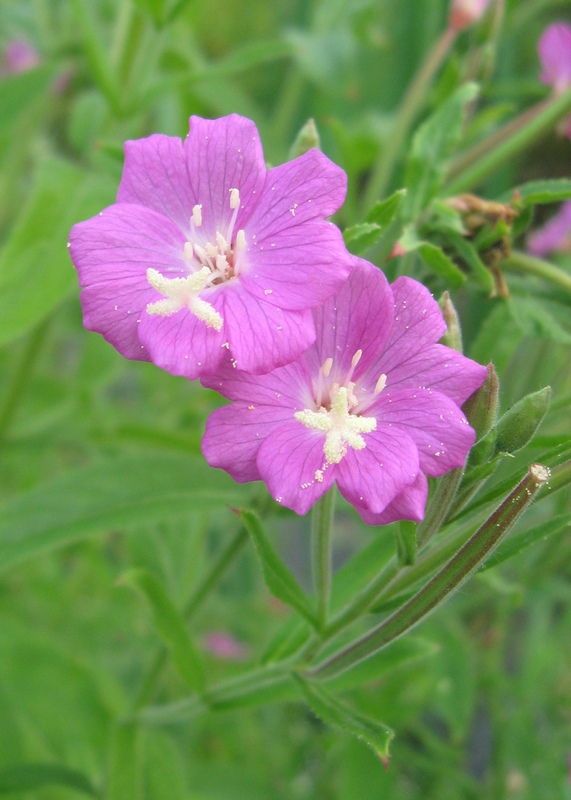 Изображение особи Epilobium hirsutum.