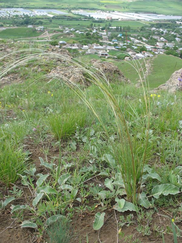 Image of Stipa pontica specimen.