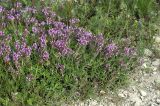 Thymus markhotensis