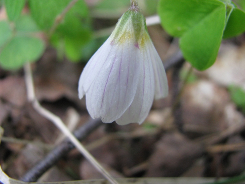 Изображение особи Oxalis acetosella.