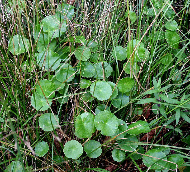 Image of Hydrocotyle vulgaris specimen.