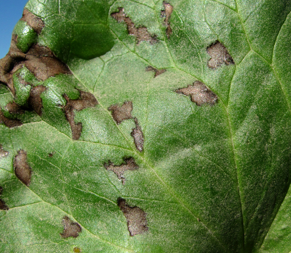 Image of Caltha palustris specimen.