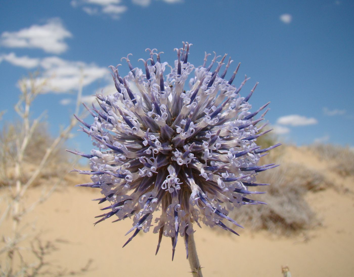 Изображение особи Echinops albicaulis.