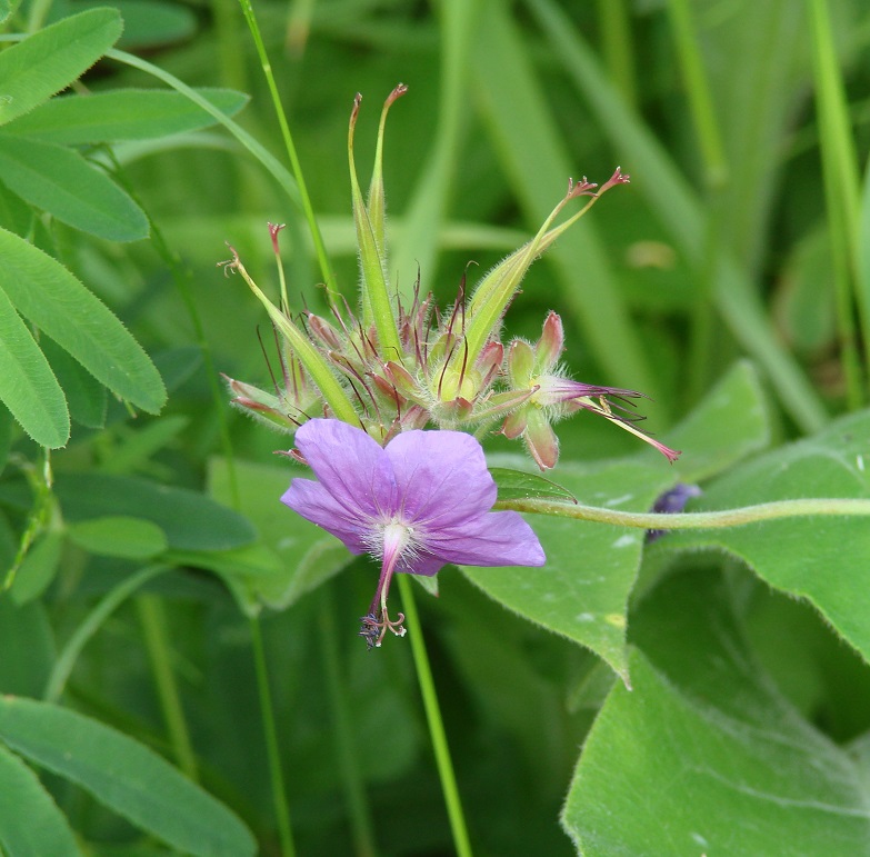 Image of Geranium platyanthum specimen.