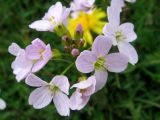 Cardamine pratensis. Соцветие. Беларусь, окр. Минска, луг у небольшого пруда. 13.05.2007.