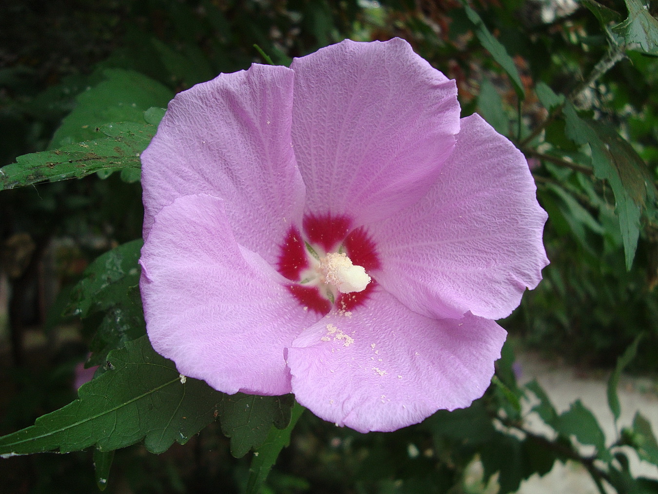 Image of Hibiscus syriacus specimen.