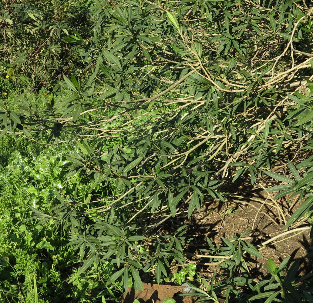 Image of Nerium oleander specimen.