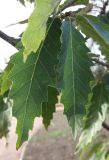 Quercus castaneifolia