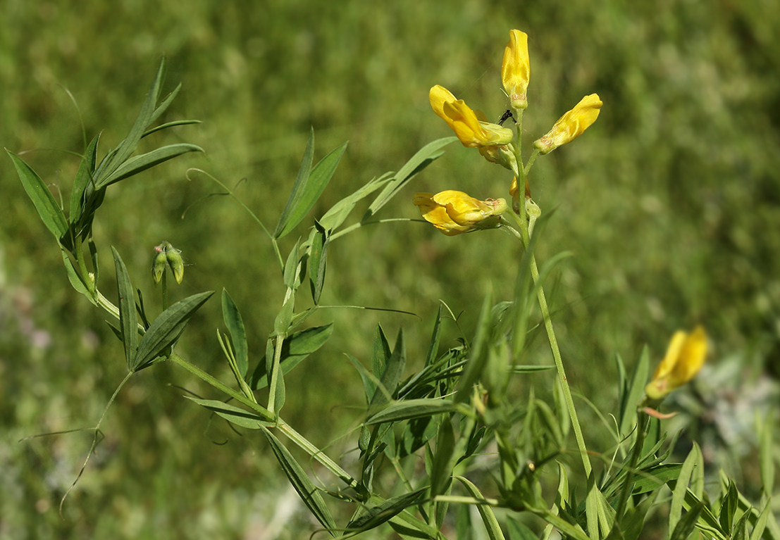 Image of Lathyrus pratensis specimen.