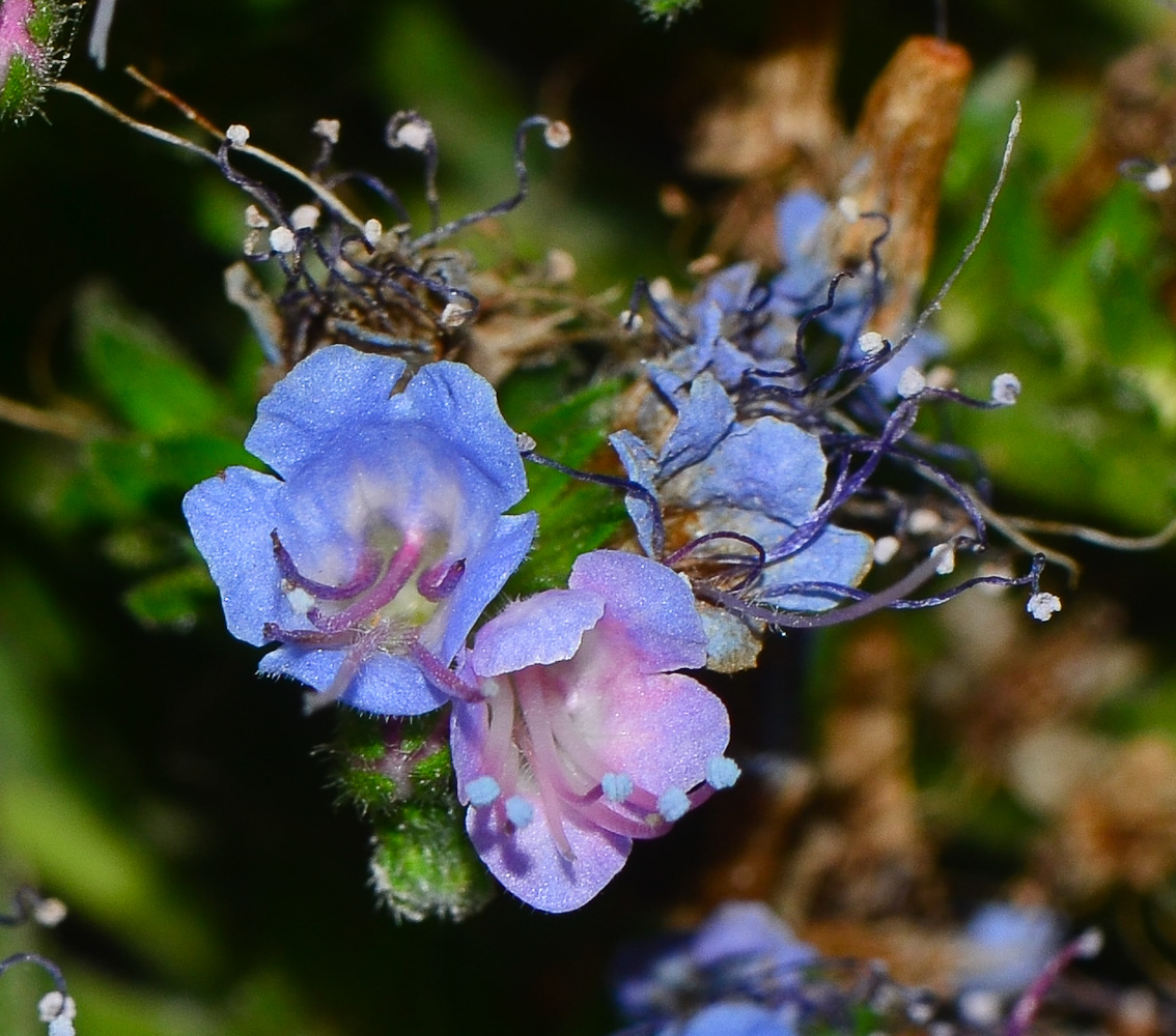 Image of Echium acanthocarpum specimen.