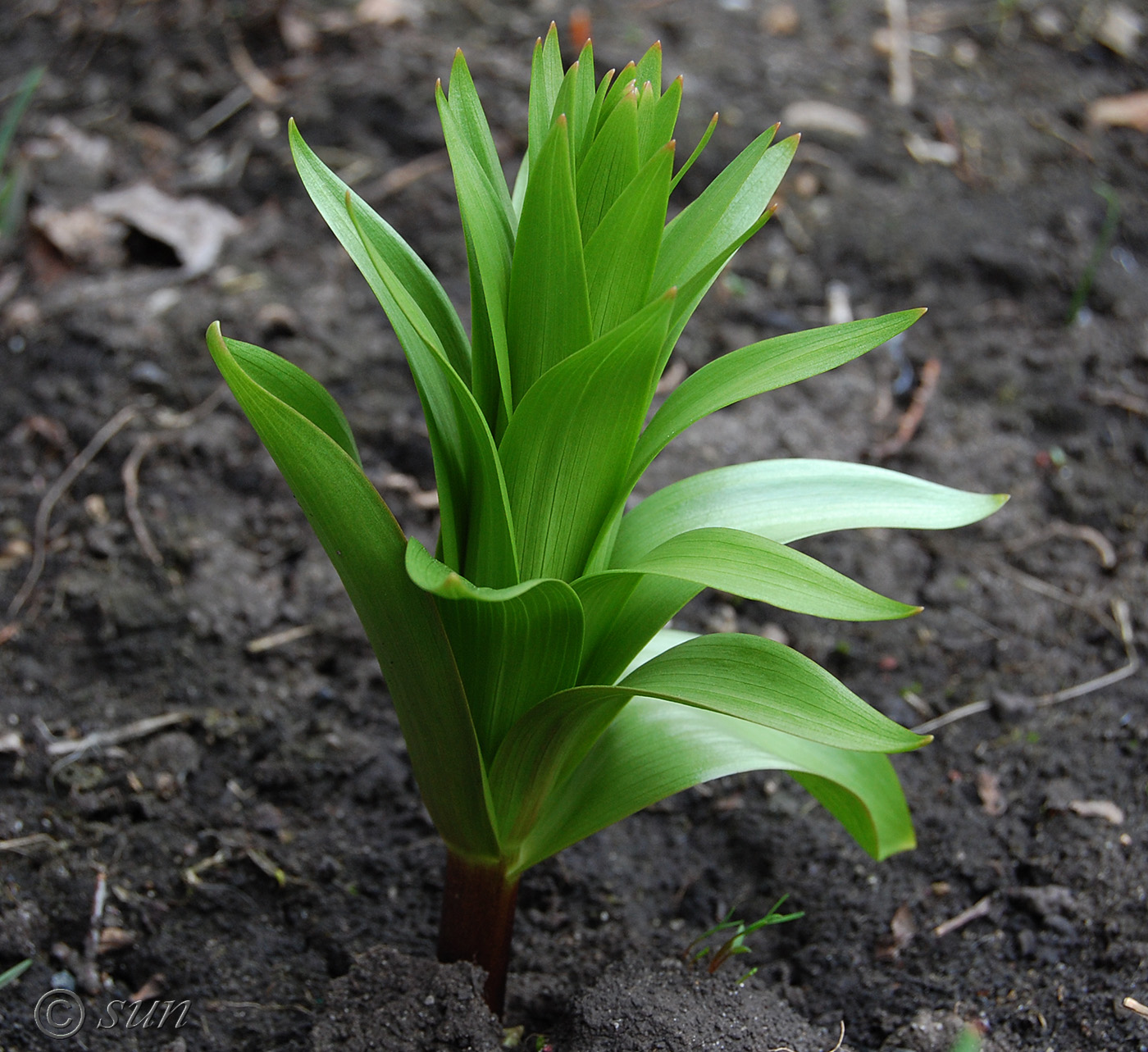 Изображение особи Fritillaria imperialis.