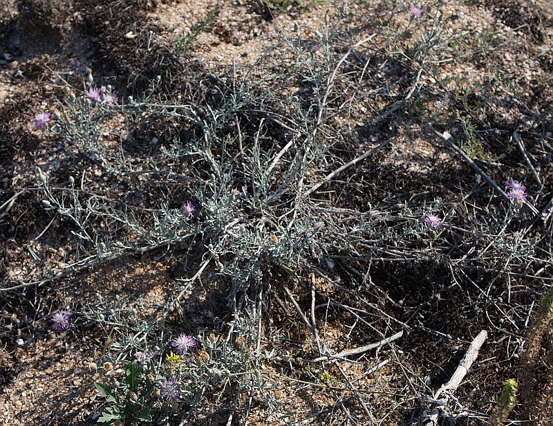 Image of Centaurea odessana specimen.