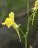 Linaria uralensis