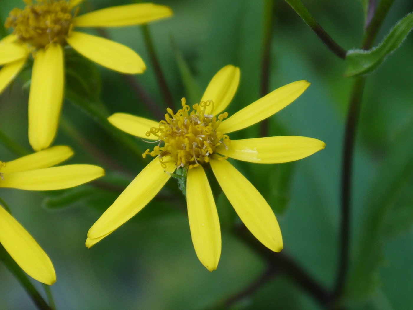 Image of Senecio nemorensis specimen.