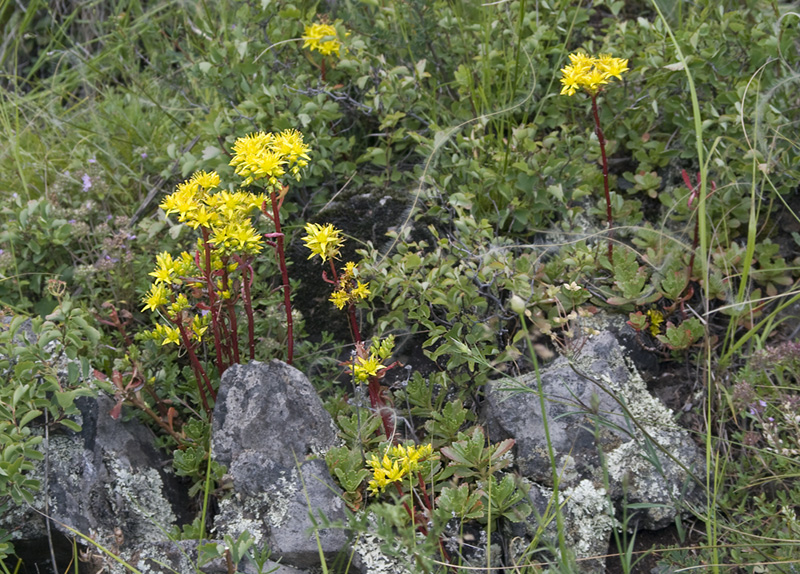 Изображение особи Aizopsis hybrida.