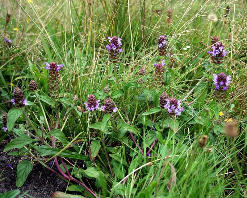 Image of Prunella vulgaris specimen.