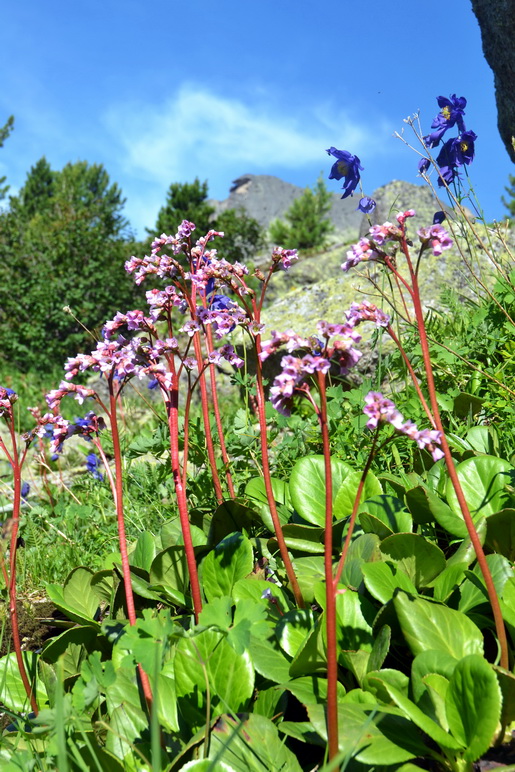 Image of Bergenia crassifolia specimen.