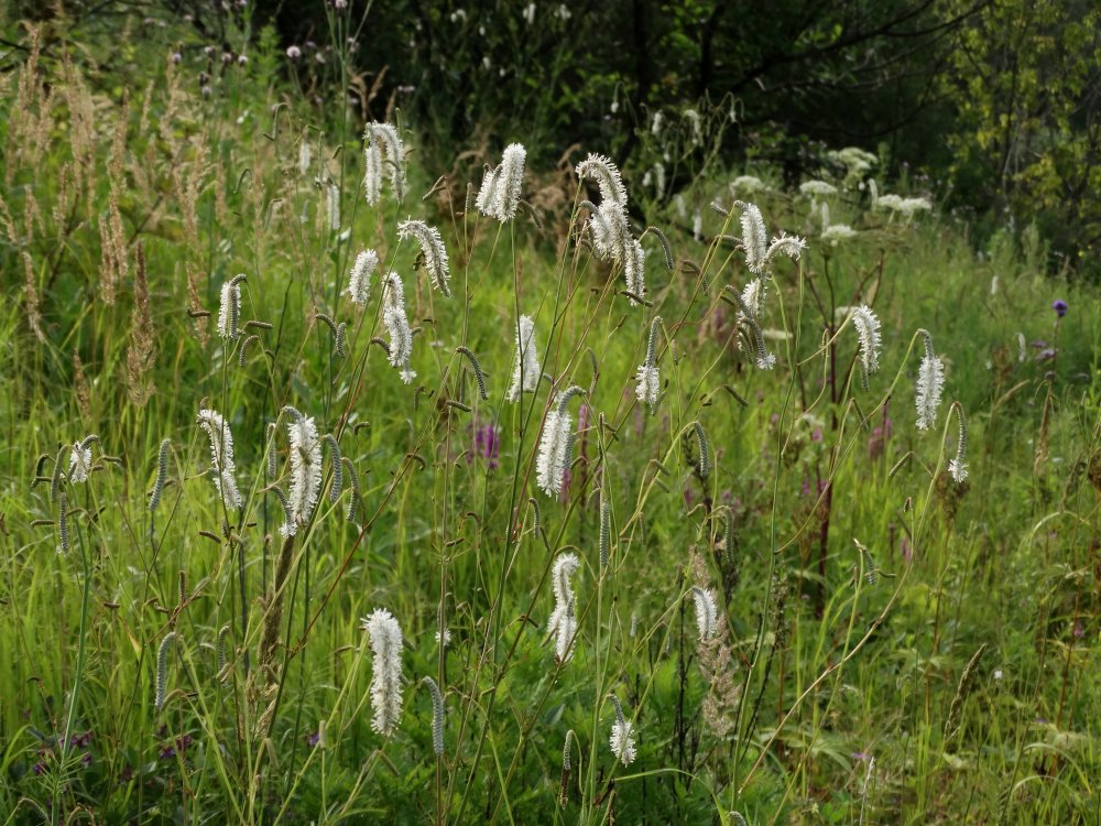 Изображение особи Sanguisorba parviflora.