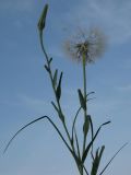 Tragopogon dubius subspecies major