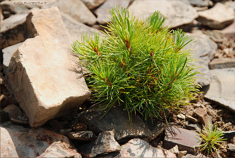 Image of Pinus pumila specimen.