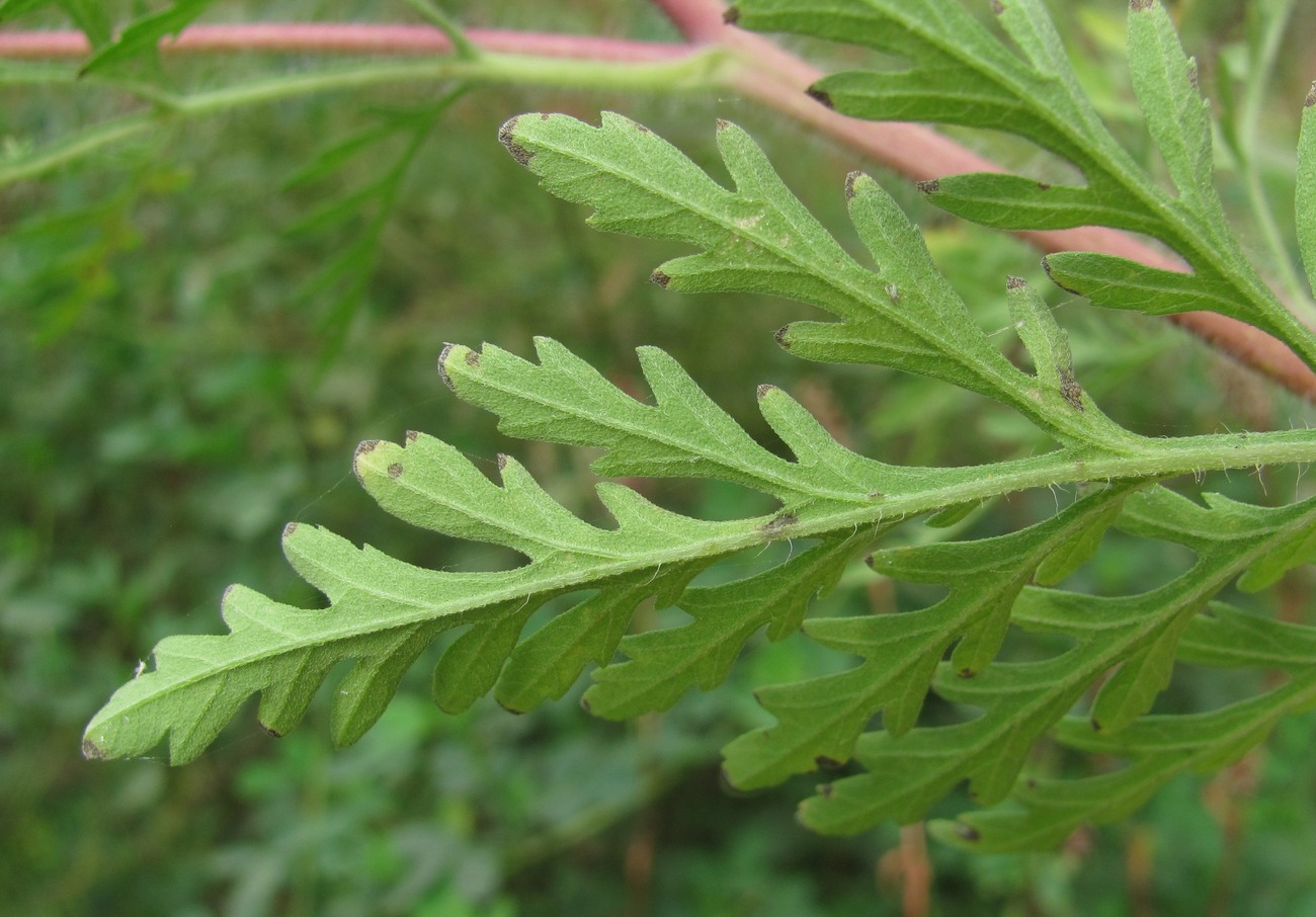 Image of Ambrosia artemisiifolia specimen.