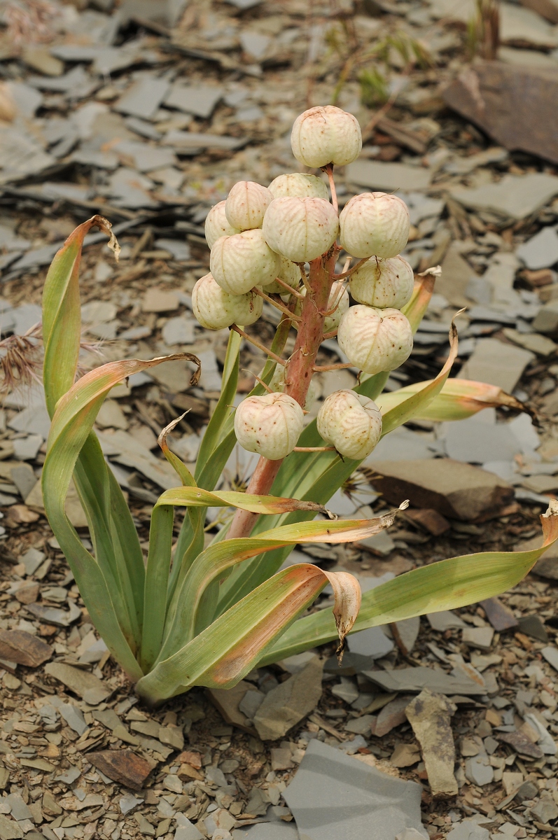 Изображение особи Eremurus lactiflorus.