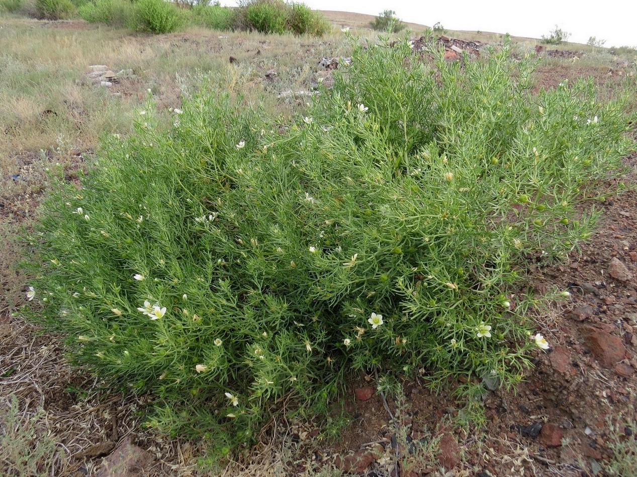 Image of Peganum harmala specimen.