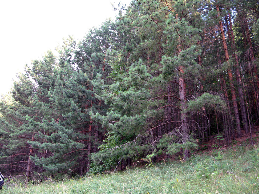 Image of Pinus sylvestris specimen.