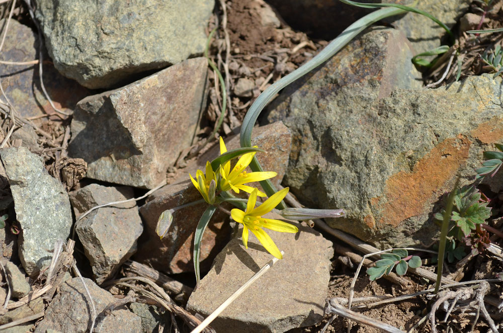 Image of genus Gagea specimen.