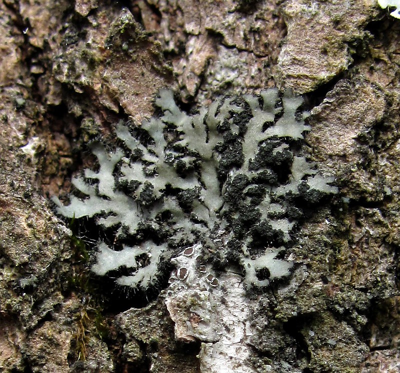 Image of Phaeophyscia orbicularis specimen.